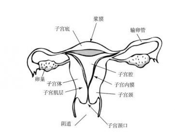 子宫萎缩可以做试管婴儿吗？