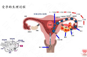 试管婴儿成功妊娠率是多少