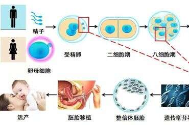想要成功率更高，高龄代妈需注意这4点