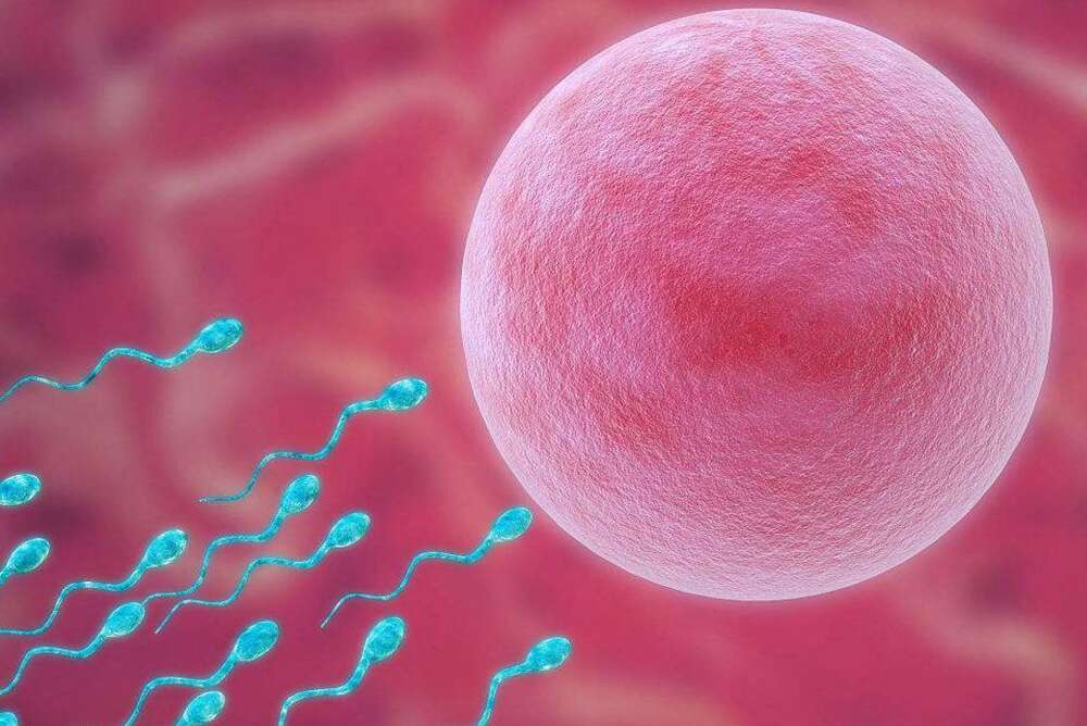 性激素正常分泌为怀孕提供坚实基础