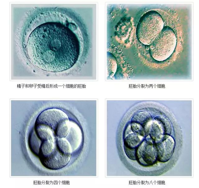 鲜胚和冻胚的区别和优劣