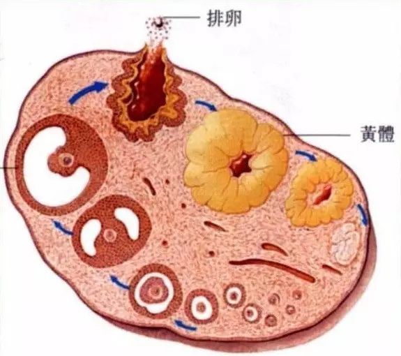 如何诊断黄体功能不足