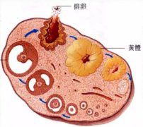 如何诊断黄体功能不足