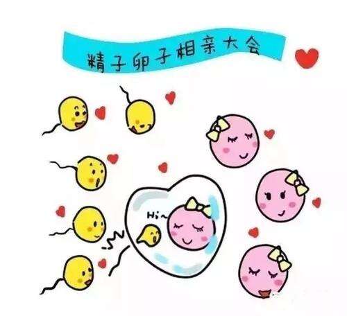 试管婴儿的疗程中需要抽几次血