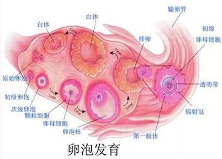 试管婴儿有哪些益处