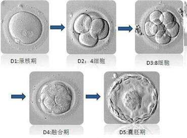 怎样提升优势卵泡