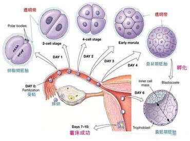 胚胎移植后的注意事项