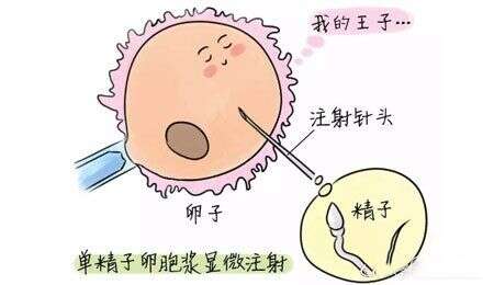 怎么做有助于提高试管成功率