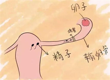 备孕代妈注意远离这些食物