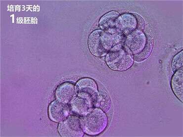 什么是妊娠期高血压