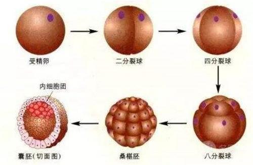 广州第三代试管婴儿助孕如何选择性别