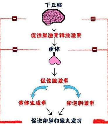 分享三个养卵子的小技巧