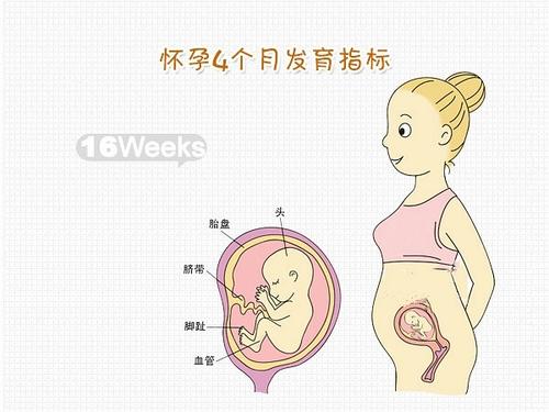 呵护卵巢,这些不良习惯请尽量避免