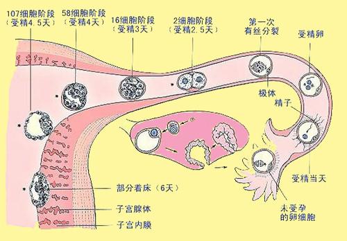 排卵正常却久未怀孕,该如何下手