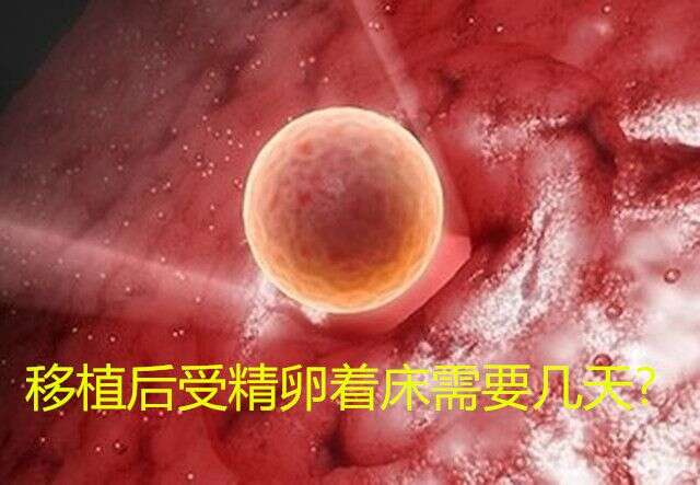移植后受精卵着床需要几天？