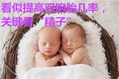 看似提高双胞胎几率，关键看“精子”