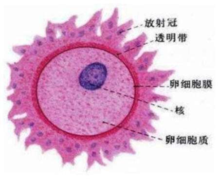 如何区分卵子的好坏?决定卵子质量的三个因素