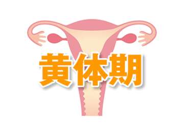 黄体期是什么