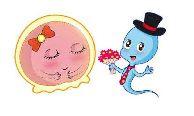 第一代试管婴儿（IVF）