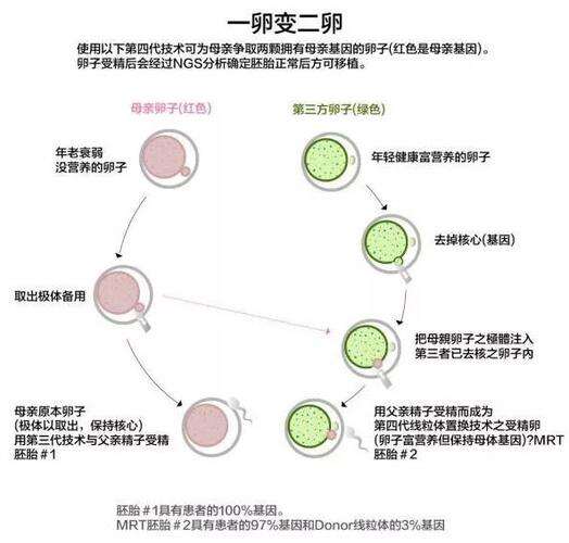 第四代试管婴儿