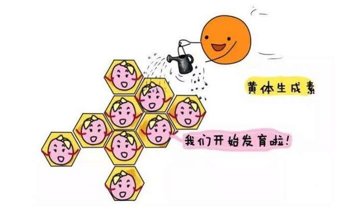 黄体酮/黄体素/孕酮（Progesterone）