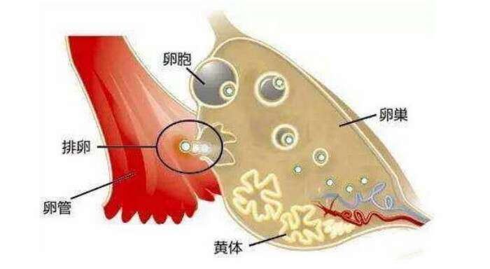 黄体酮/黄体素/孕酮（Progesterone）