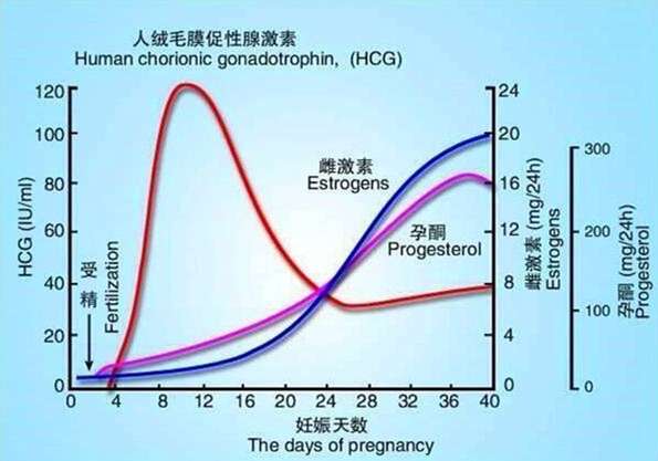 绒毛膜促性腺激素（HCG）