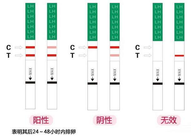 排卵试纸强阳