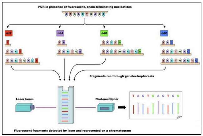 遗传筛查及诊断技术临床应用（PGS/PGD）