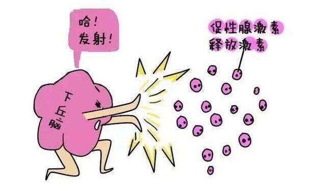 什么是促卵泡激素（FSH）