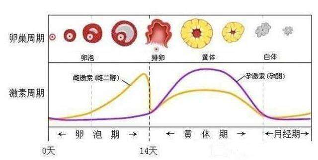 性激素六项是什么