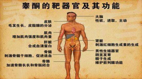 睾酮（T）是什么