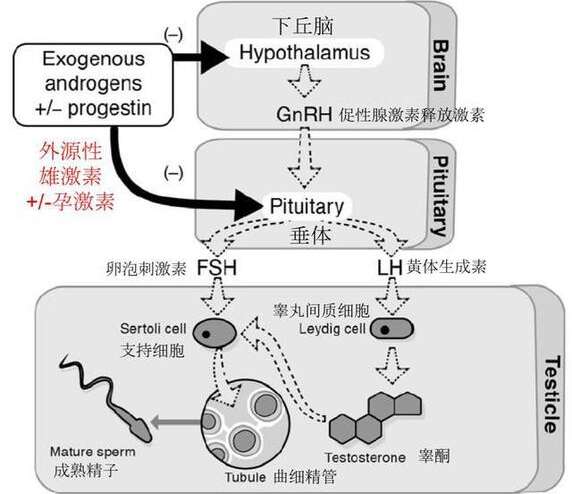 什么是促黄体生成素（LH）
