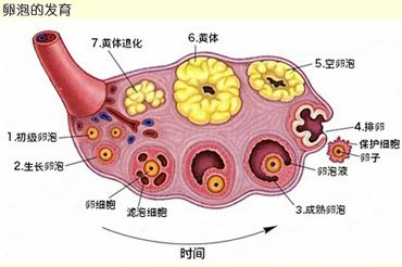 怎么判断卵子发育正常吗？