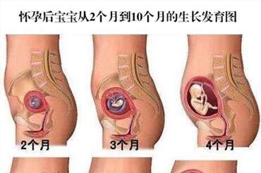 怀孕后宝宝从1个月到10个月的生长发育图