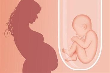 健康卵子养起来