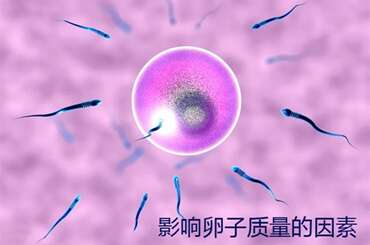 影响卵子质量有哪些因素？