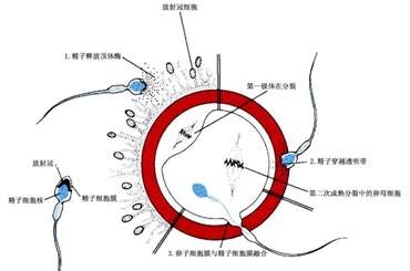 卵子受精，代妈有感觉吗？