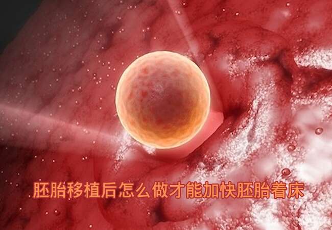胚胎移植后怎么做才能加快胚胎着床?