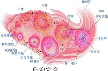 内分泌不稳定的多囊患者不利于胚胎着床