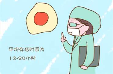 卵子的存活时间通常为12-24个小时