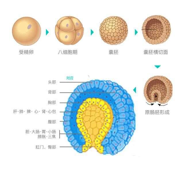 试管婴儿取卵是越多越好吗?
